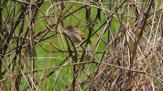 Redbacked Fairywren F Maryborough Qld [upl. by Nyrak141]