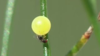 Trichogrammatidae Trichogramma gicai parasitizes eggs of Papilio machaon [upl. by Selinski149]