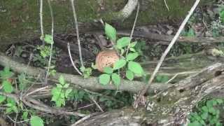 Strange Sound While Mushroom Hunting [upl. by Arturo465]