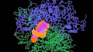 RNA polymerase II [upl. by Uolyram357]