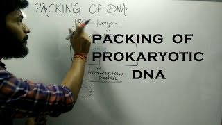 Packing of DNA in Prokaryotic Cell [upl. by Ynnob646]