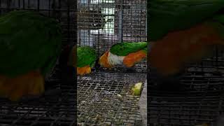 Black headed Caique👥👤 [upl. by Acimot]