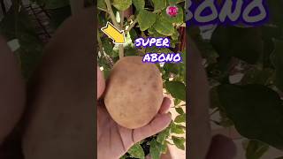 SUPER ABONO CASERO para plantas hecho con insumos al alcance de tu mano 🏠 [upl. by Azzil406]