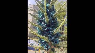 PUYA ALPESTRIS flowers youtubeshorts [upl. by Maryanna]