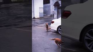 DogsCats Teach you how to drift cat funny dog [upl. by Osy]