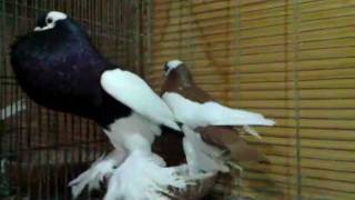 Pouter pigeons in Vinous Farm حمام نفاخ [upl. by Godliman]