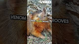 Meet the Venomous Solenodon a Rare Wonder [upl. by Emmalynn951]