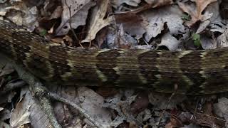 Timber Rattlesnake Crotalus horridus [upl. by Ibrad]