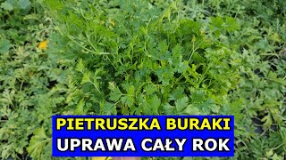 Uprawa Pietruszki Buraków PRZEZ CAŁY ROK Marchew Seler Pietruszka Zbiory Całoroczne infouprawa [upl. by Eniamraj]