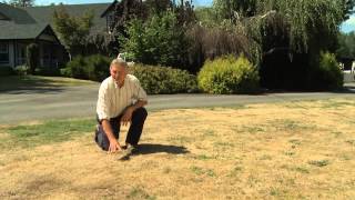 Brian Minter on Lawn Care  Summer Dormancy [upl. by Aenad]