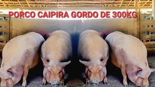 criador de porco caipira mostra capados de 300 kg  preços arroba [upl. by Kalikow]