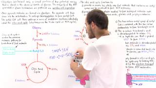 Introduction to Citric Acid Cycle [upl. by Yesnik]