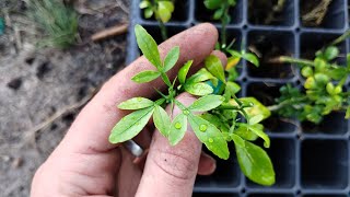 I Accidentally Discovered a Better Tasting Trifoliate Orange The Next Poncirus [upl. by Anirec]