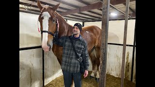 The Story of Walnut Edge Rosetta from Double T Casey  MidAmerica Draft Horse Sale Gordyville USA [upl. by Ardiedal582]