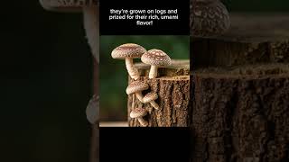 Shiitake Mushrooms Ancient Flavor with Modern Nutrition mushrooms mushroom shiitakemushrooms [upl. by Noteloc]