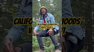 California Redwoods video shoot reggaemusic usethissound reggae bobmarley california roots [upl. by Aisyla]