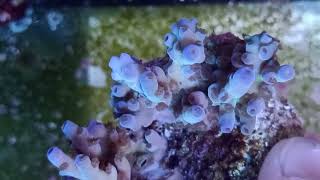 Acropora tenuis premium fiji coral gandalf [upl. by Eillim]