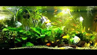 Angelfish community tank [upl. by Arikehs649]