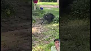 Snake vs dog dog pitbull rottweiler animals [upl. by Aztilay]