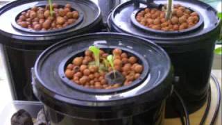 aeroponic hydroponics bubbleponics growing pot week 02 [upl. by Clancy]