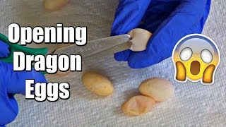 OPENING BEARDED DRAGON EGGS [upl. by Rapp]