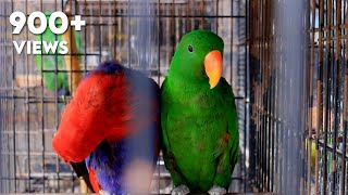 Eclectus Parrot Male and Female [upl. by Tap79]