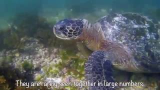 Snorkeling at Las Tintoreras Galapagos With So Many Turtles [upl. by Yrreb]