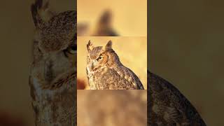 Uncover MindBlowing Owl Facts Now [upl. by Carling145]