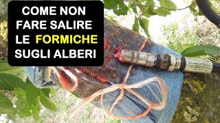 COME NON FARE SALIRE LE FORMICHE SUGLI ALBERI [upl. by Nylia]