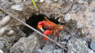 🦀カニ Cute Crabs at Sanruko 492 [upl. by Arreic243]