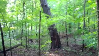 Tree falling in the woods [upl. by Teilo]