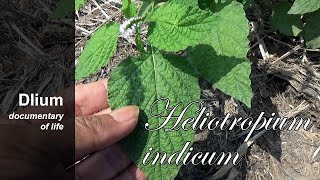 Indian heliotrope Heliotropium indicum  part 1 [upl. by Massie344]