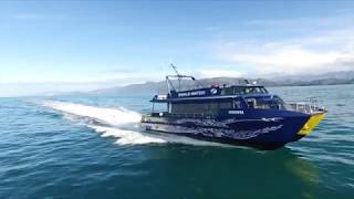 Whale Watch Kaikoura  Marine Experience 60 secs [upl. by Aicil]