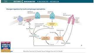 Glycogen Regulation by insulin and GlucagonEpinephrine  Biochemistry  23  First Aid USMLE Step 1 [upl. by Petie]