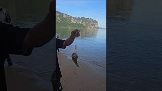 Jawfish caught on lure fishing fishing lurefishing islandfishing [upl. by Schlessinger999]