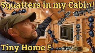 Tiny house mini cabin offgrid tinyhouse project 5 [upl. by Conover485]