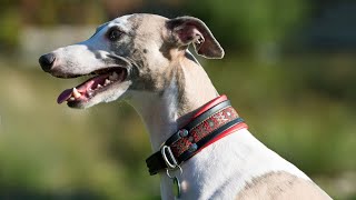 Everything You Need to Know About the Whippet Breed Standard [upl. by Toms108]