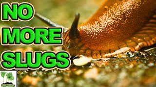 Slug Control In Garden  How To Get Rid Of Slugs [upl. by Yentterb]