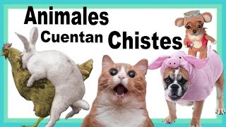 Video Chistoso Video Gracioso Animales Que Cuentan Chistes [upl. by Milli]