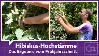 Hibiskus Hochstaemme – Ergebnis vom Schnitt [upl. by Morten325]