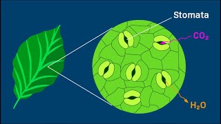 How to Do a Stomata Peel [upl. by Latsyrk]