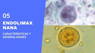 Endolimax nana 50  Parasitología  Amebas  Amebiasis intestinal [upl. by Akkire]