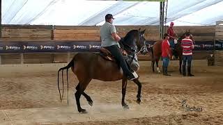 POLICARPA DE LA TROCHA ENTRENANDO EXPO INTERNACIONAL EQUINA FERIA DE LAS FLORES GRADO A 2022 [upl. by Nidya]