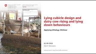 Stijn Brouwers Lying cubicle design and dairy cow rising and lying down behaviours [upl. by Ennairac]