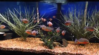 AGGRESSIVE PIRANHAS AND TIGER BARBS LIVING AND FEEDING TOGETHER [upl. by Ferd]