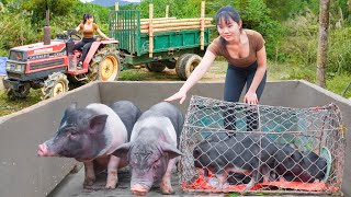 Use Truck To Buy Pigs To Raise  Completed Building Of Pig Pen  Chuyen Bushcraft [upl. by Anol405]