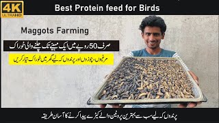 Maggots farming best feed for Birds Larva Farming [upl. by Eibor]