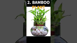 Best 5 indoor plants grow in water easily💦 [upl. by Orman]