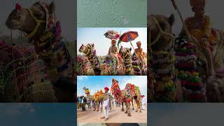 Pushkar camel fair 2024 rajasthan [upl. by Quincey]