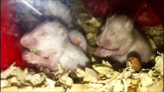 Hamster Babies 🐹busy eating 😁 so cute 🥰 [upl. by Nabroc]